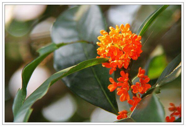 桂花的花语和寓意，桂花的花语和象征是什么（绿玉枝头万点黄）