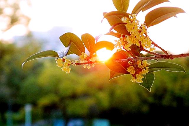 桂花的花语和寓意，桂花的花语和象征是什么（绿玉枝头万点黄）