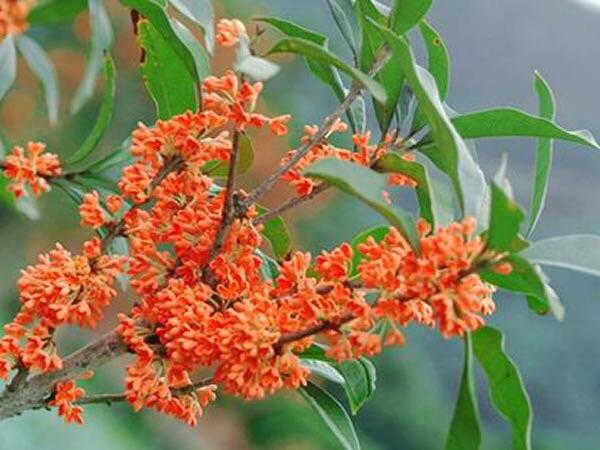 桂花的花语和寓意，桂花的花语和象征是什么（绿玉枝头万点黄）