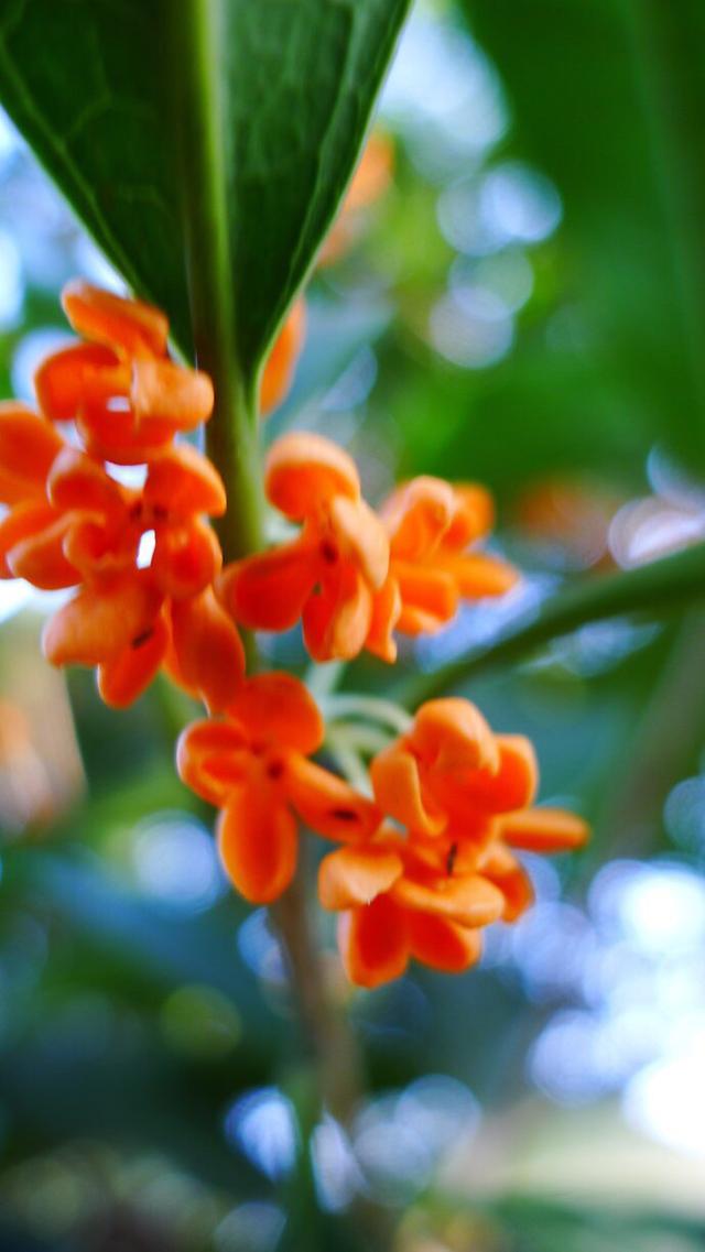 桂花的花语和寓意，桂花的花语和象征是什么（绿玉枝头万点黄）