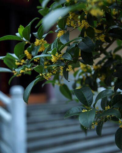 桂花的花语和寓意，桂花的花语和象征是什么（绿玉枝头万点黄）