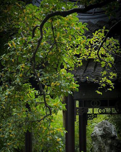 桂花的花语和寓意，桂花的花语和象征是什么（绿玉枝头万点黄）