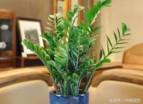 雪铁芋怎么养，雪铁芋怎么种（雪铁芋的3点养护介绍）