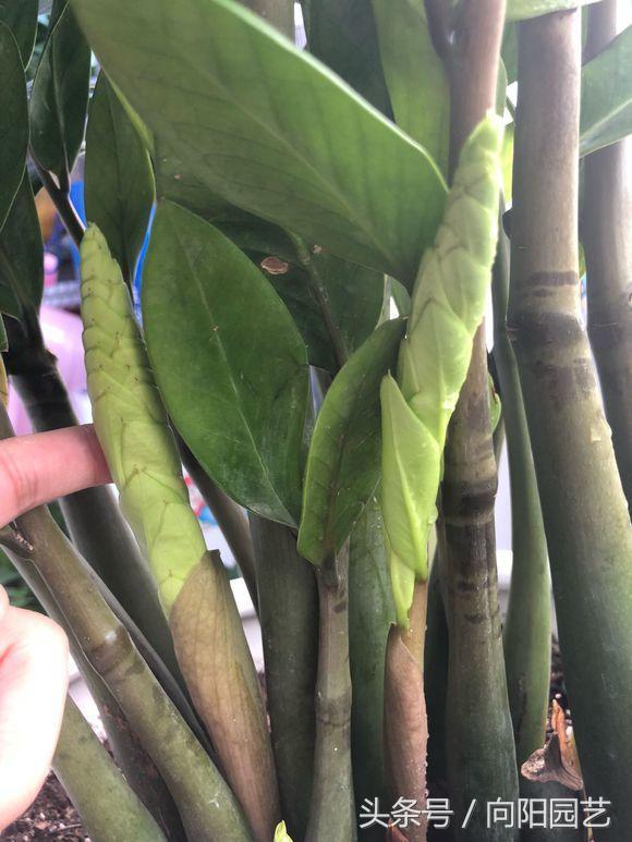 雪铁芋怎么养，雪铁芋怎么种（雪铁芋的3点养护介绍）