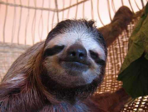 树獭还是树懒，懒到身上长植物（树獭和树懒的区别）