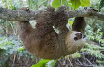 树獭还是树懒，懒到身上长植物（树獭和树懒的区别）