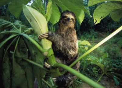 树獭还是树懒，懒到身上长植物（树獭和树懒的区别）