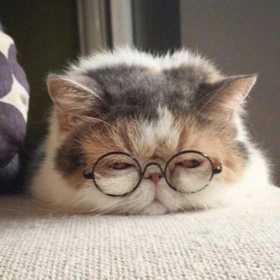 可爱猫咪头像#头像#猫咪微信,可爱猫咪头像#头像#猫咪(超萌动物微信头像胖嘟嘟的可爱猫咪) 可爱猫咪头像#头像#猫咪微信,可爱猫咪头像#头像#猫咪(超萌动物微信头像胖嘟嘟的可爱猫咪)