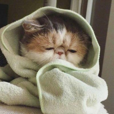 可爱猫咪头像#头像#猫咪微信,可爱猫咪头像#头像#猫咪(超萌动物微信头像胖嘟嘟的可爱猫咪) 可爱猫咪头像#头像#猫咪微信,可爱猫咪头像#头像#猫咪(超萌动物微信头像胖嘟嘟的可爱猫咪)