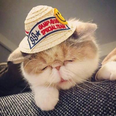 可爱猫咪头像#头像#猫咪微信,可爱猫咪头像#头像#猫咪(超萌动物微信头像胖嘟嘟的可爱猫咪) 可爱猫咪头像#头像#猫咪微信,可爱猫咪头像#头像#猫咪(超萌动物微信头像胖嘟嘟的可爱猫咪)