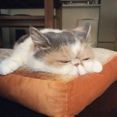 可爱猫咪头像#头像#猫咪微信,可爱猫咪头像#头像#猫咪(超萌动物微信头像胖嘟嘟的可爱猫咪) 可爱猫咪头像#头像#猫咪微信,可爱猫咪头像#头像#猫咪(超萌动物微信头像胖嘟嘟的可爱猫咪)