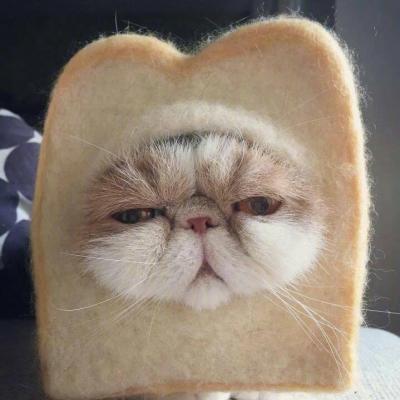 可爱猫咪头像#头像#猫咪微信,可爱猫咪头像#头像#猫咪(超萌动物微信头像胖嘟嘟的可爱猫咪) 可爱猫咪头像#头像#猫咪微信,可爱猫咪头像#头像#猫咪(超萌动物微信头像胖嘟嘟的可爱猫咪)