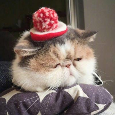 可爱猫咪头像#头像#猫咪微信,可爱猫咪头像#头像#猫咪(超萌动物微信头像胖嘟嘟的可爱猫咪) 可爱猫咪头像#头像#猫咪微信,可爱猫咪头像#头像#猫咪(超萌动物微信头像胖嘟嘟的可爱猫咪)