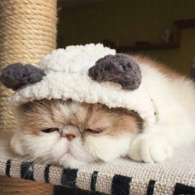 可爱猫咪头像#头像#猫咪微信,可爱猫咪头像#头像#猫咪(超萌动物微信头像胖嘟嘟的可爱猫咪) 可爱猫咪头像#头像#猫咪微信,可爱猫咪头像#头像#猫咪(超萌动物微信头像胖嘟嘟的可爱猫咪)