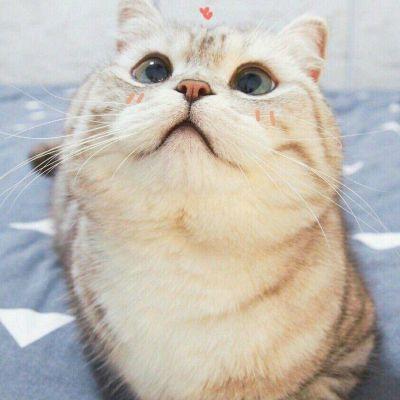 可爱猫咪头像#头像#猫咪微信,可爱猫咪头像#头像#猫咪(超萌动物微信头像胖嘟嘟的可爱猫咪) 可爱猫咪头像#头像#猫咪微信,可爱猫咪头像#头像#猫咪(超萌动物微信头像胖嘟嘟的可爱猫咪)