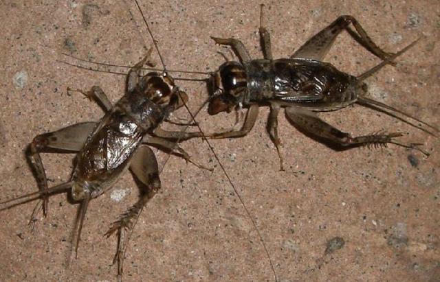 扁头蟋蟀和圆头蟋蟀的区别,蟋蟀的描述(扁头蟋蟀和圆头蟋蟀的区别图片