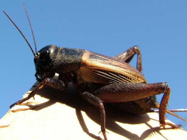 field cricket ,gryllus bimaculatus)67【体形】蟋蟀科属小到中等