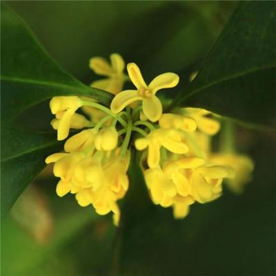 平安顺利吉祥图片大全，平安好运吉祥微信头像      暖时光（保佑好运的吉利微信头像）