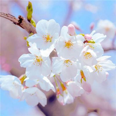 平安顺利吉祥图片大全，平安好运吉祥微信头像      暖时光（保佑好运的吉利微信头像）