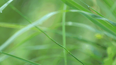我听见雨滴落在青青草地，我听见雨滴落在青青草地的解释（被玩坏的“我听见雨滴落在青青草地”）