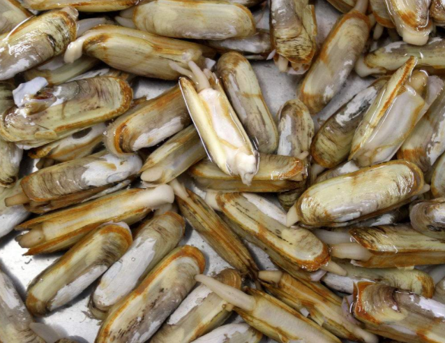 海鲜有哪些种类贝类，常见的海鲜贝类有哪些（这五种大家常吃的带壳海鲜）