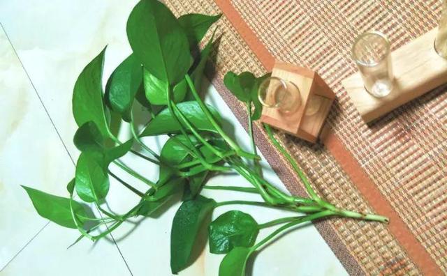 绿萝烂根怎么补救，绿萝烂根了怎么办不用浇水（用1个小药片、2种水来养）