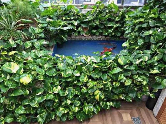 绿萝烂根怎么补救，绿萝烂根了怎么办不用浇水（用1个小药片、2种水来养）