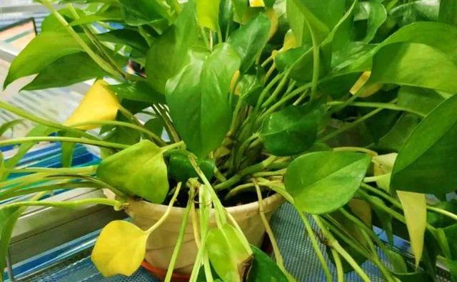 绿萝烂根怎么补救，绿萝烂根了怎么办不用浇水（用1个小药片、2种水来养）