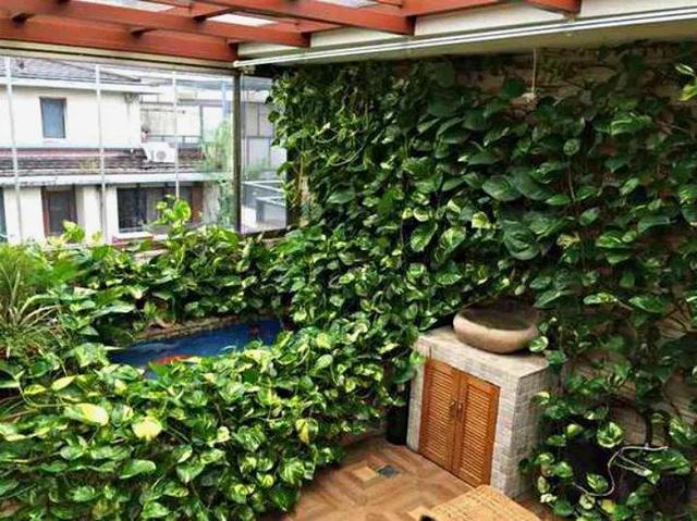 绿萝烂根怎么补救，绿萝烂根了怎么办不用浇水（用1个小药片、2种水来养）