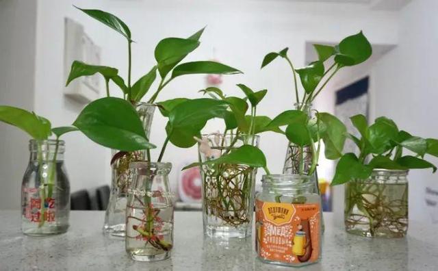 绿萝烂根怎么补救，绿萝烂根了怎么办不用浇水（用1个小药片、2种水来养）