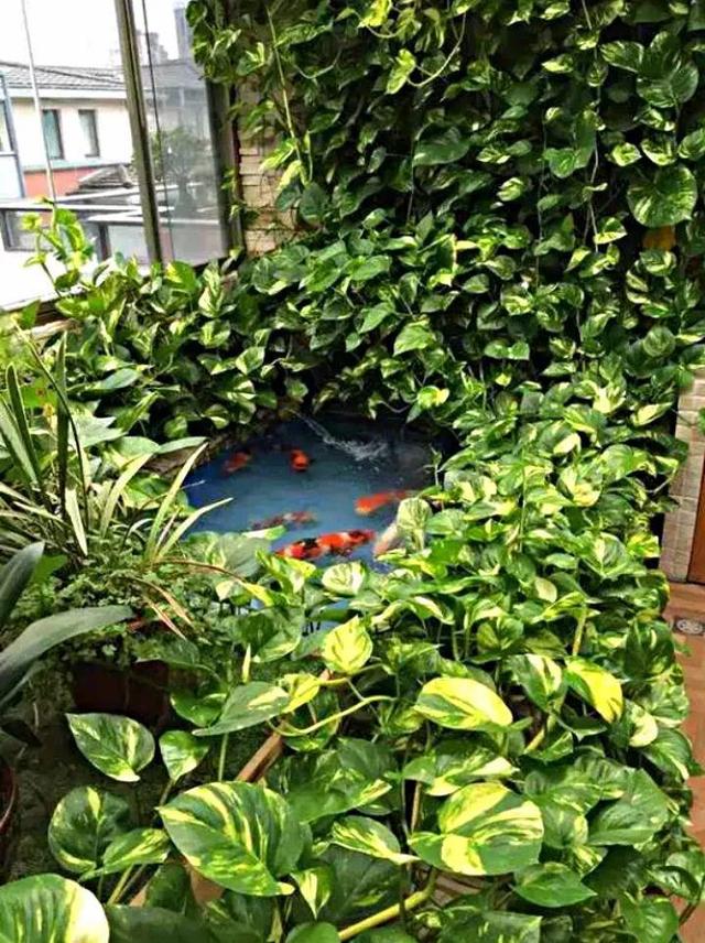 绿萝烂根怎么补救，绿萝烂根了怎么办不用浇水（用1个小药片、2种水来养）