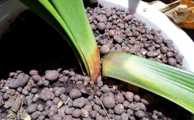 绿萝烂根怎么补救，绿萝烂根了怎么办不用浇水（用1个小药片、2种水来养）