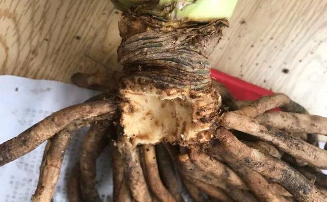 绿萝烂根怎么补救，绿萝烂根了怎么办不用浇水（用1个小药片、2种水来养）