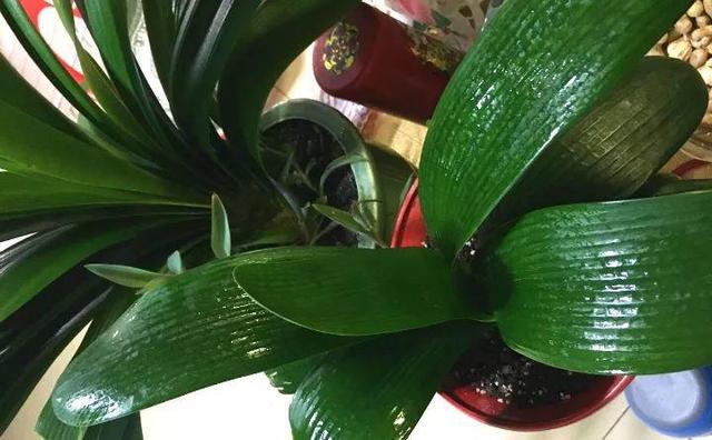 绿萝烂根怎么补救，绿萝烂根了怎么办不用浇水（用1个小药片、2种水来养）