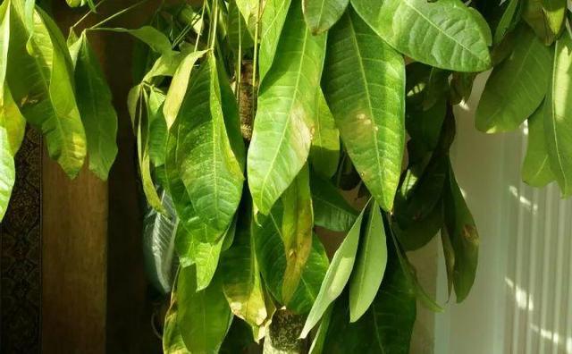 绿萝烂根怎么补救，绿萝烂根了怎么办不用浇水（用1个小药片、2种水来养）