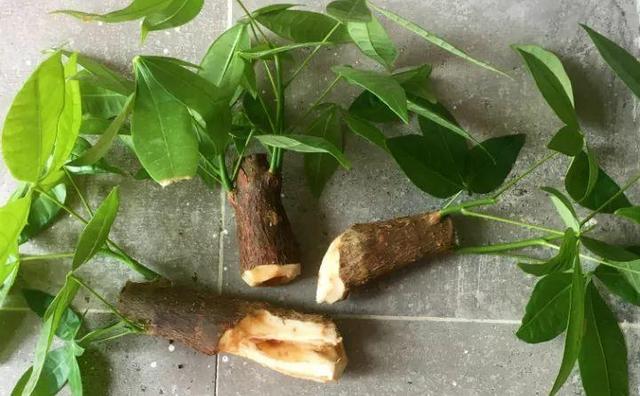 绿萝烂根怎么补救，绿萝烂根了怎么办不用浇水（用1个小药片、2种水来养）