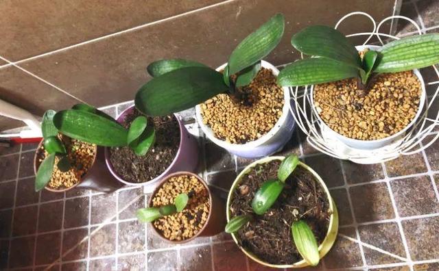 绿萝烂根怎么补救，绿萝烂根了怎么办不用浇水（用1个小药片、2种水来养）