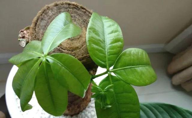 绿萝烂根怎么补救，绿萝烂根了怎么办不用浇水（用1个小药片、2种水来养）