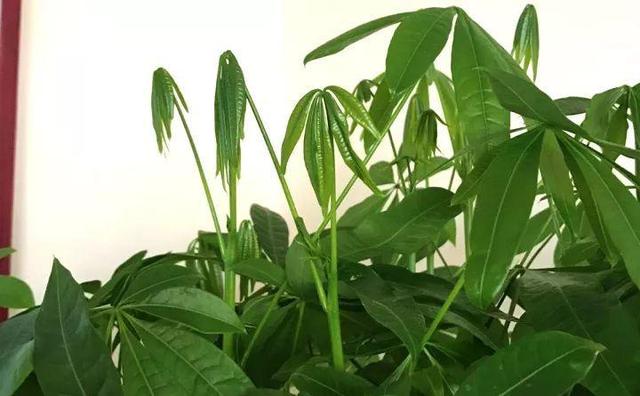 绿萝烂根怎么补救，绿萝烂根了怎么办不用浇水（用1个小药片、2种水来养）