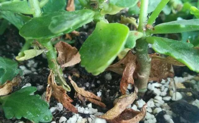 绿萝烂根怎么补救，绿萝烂根了怎么办不用浇水（用1个小药片、2种水来养）