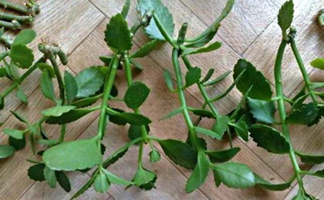 绿萝烂根怎么补救，绿萝烂根了怎么办不用浇水（用1个小药片、2种水来养）