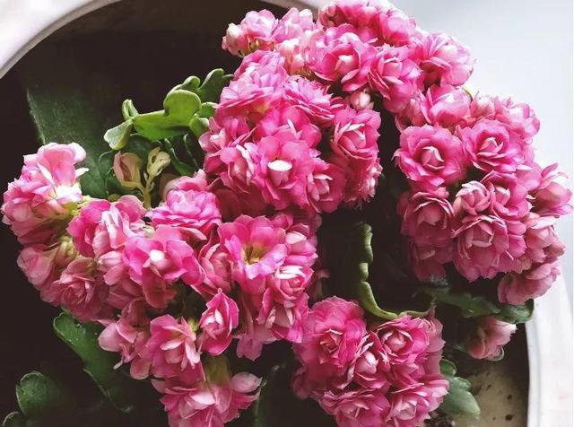 绿萝烂根怎么补救，绿萝烂根了怎么办不用浇水（用1个小药片、2种水来养）