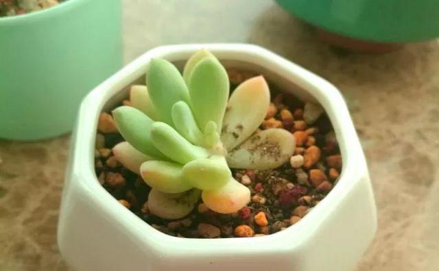 绿萝烂根怎么补救，绿萝烂根了怎么办不用浇水（用1个小药片、2种水来养）