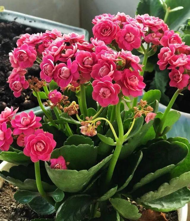 绿萝烂根怎么补救，绿萝烂根了怎么办不用浇水（用1个小药片、2种水来养）