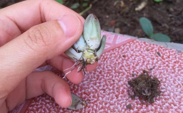 绿萝烂根怎么补救，绿萝烂根了怎么办不用浇水（用1个小药片、2种水来养）