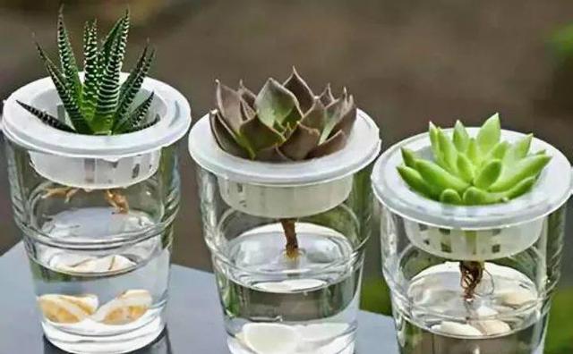 绿萝烂根怎么补救，绿萝烂根了怎么办不用浇水（用1个小药片、2种水来养）