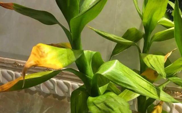 绿萝烂根怎么补救，绿萝烂根了怎么办不用浇水（用1个小药片、2种水来养）