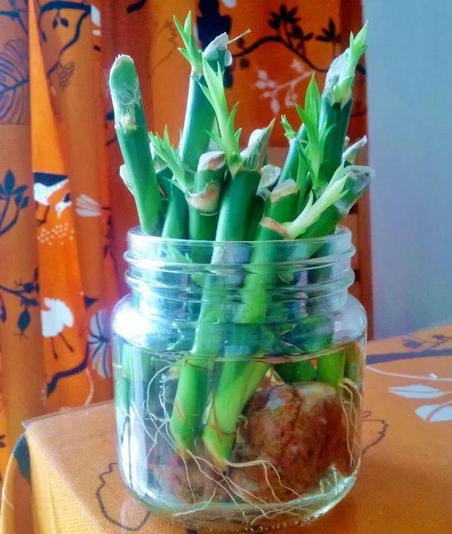 绿萝烂根怎么补救，绿萝烂根了怎么办不用浇水（用1个小药片、2种水来养）