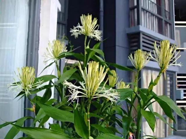 绿萝烂根怎么补救，绿萝烂根了怎么办不用浇水（用1个小药片、2种水来养）