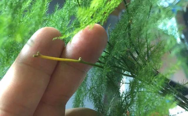 绿萝烂根怎么补救，绿萝烂根了怎么办不用浇水（用1个小药片、2种水来养）